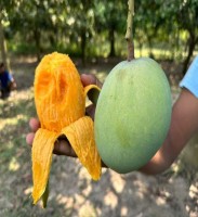 Premium GobindoBhog Mango (30 KG) Big Size, Handpicked & Farm Fresh